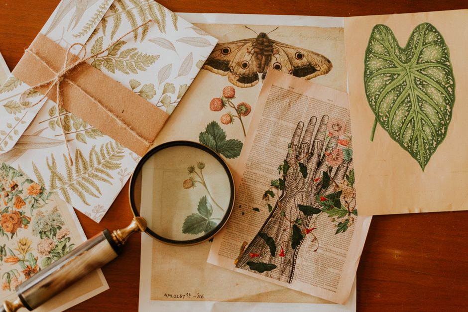 An overhead view of vintage botanical and anatomical illustrations with a magnifying glass.