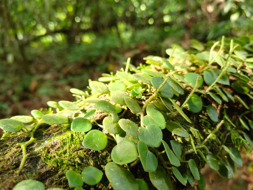 Close-up of vibrant green vine creeping over a mossy log in the Samaná jungle, Dominican Republic.
